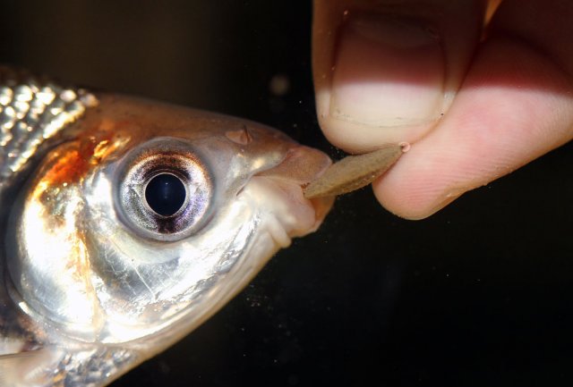 Flagtail Prochilodus - Hand Feeding.jpg