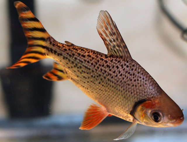 Flagtail Prochilodus - Side 1.jpg