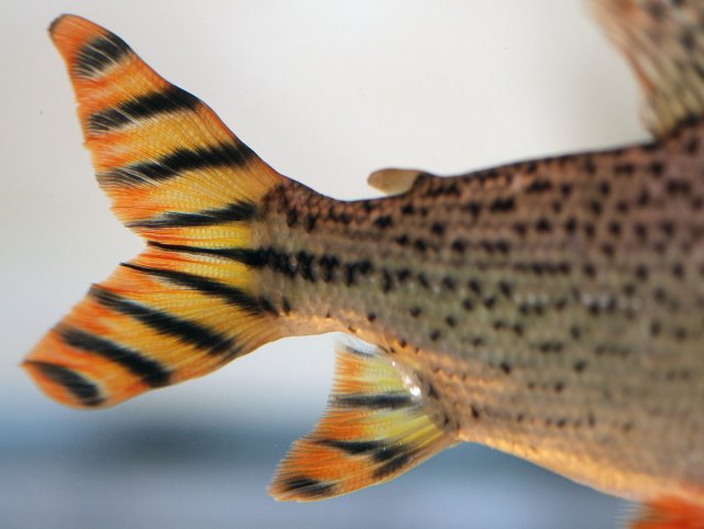 Flagtail Prochilodus - Tail.jpg