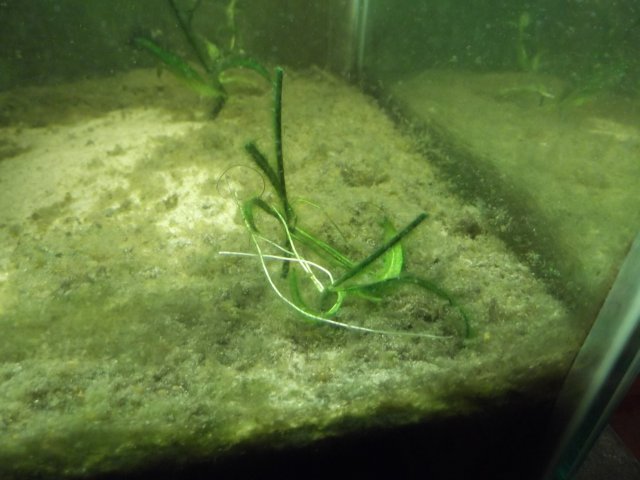 Anaroebic sand and test Amazon Swords 002.jpg