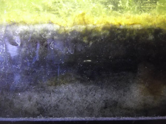 Anaroebic sand and test Amazon Swords 004.jpg