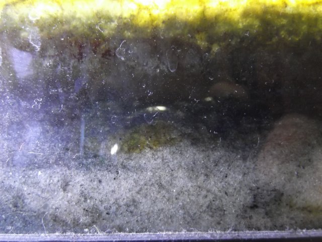 Anaroebic sand and test Amazon Swords 003.jpg