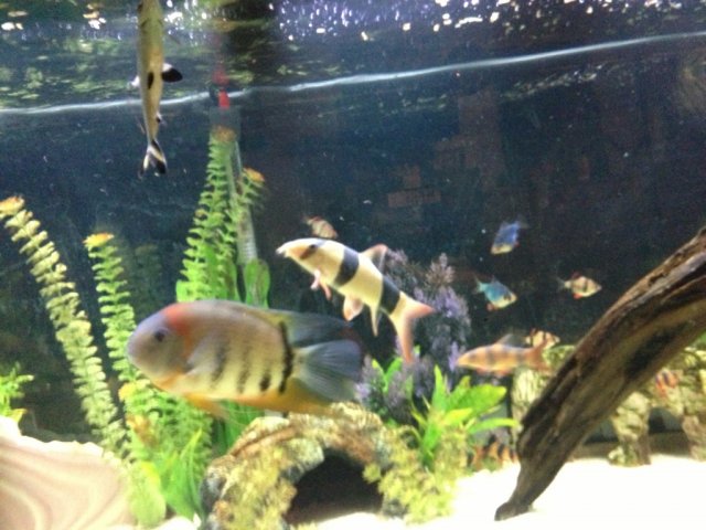 ImageUploadedByMonsterAquariaNetwork1365601506.233912.jpg ImageUploadedByMonsterAquariaNetwork1365601506.233912.jpg