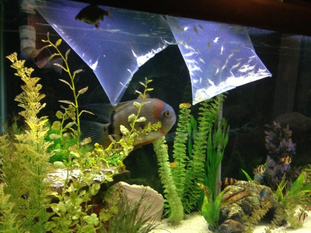 ImageUploadedByMonsterAquariaNetwork1365790589.089151.jpg ImageUploadedByMonsterAquariaNetwork1365790589.089151.jpg