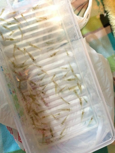 ImageUploadedByMonsterAquariaNetwork1365790603.239909.jpg ImageUploadedByMonsterAquariaNetwork1365790603.239909.jpg