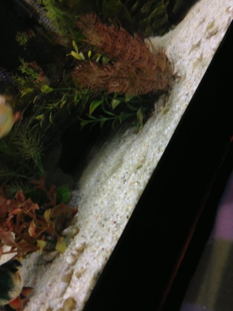 ImageUploadedByMonsterAquariaNetwork1365790715.655799.jpg ImageUploadedByMonsterAquariaNetwork1365790715.655799.jpg