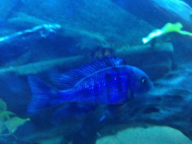 ImageUploadedByMonsterAquariaNetwork1365905777.932354.jpg