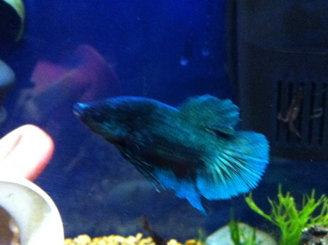 IMG_1007.JPG IMG_1007.JPG