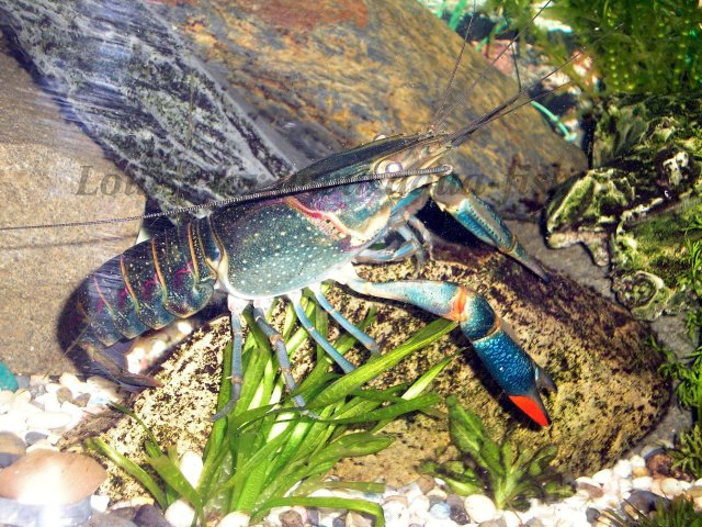blue-crayfish.jpg blue-crayfish.jpg
