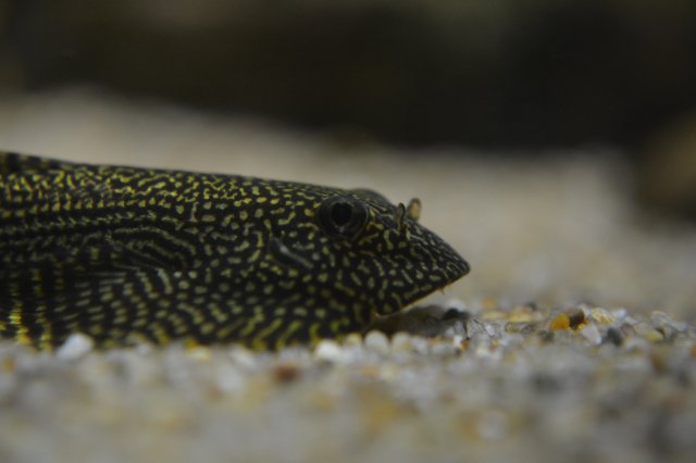 DSC_0535.JPG