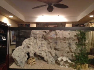 90 gallon freshwater aquarium setup