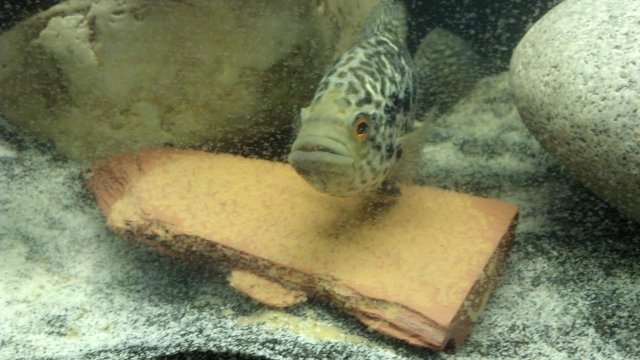 jagdovii eggs.JPG