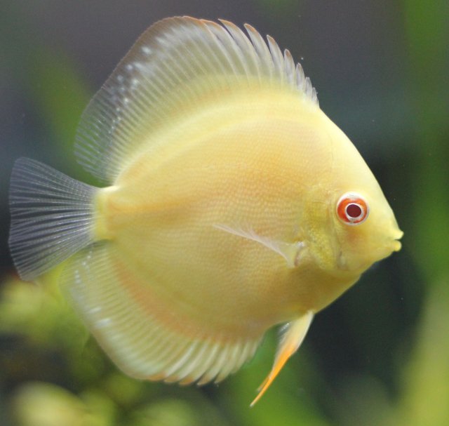 Albino Golden.jpg Albino Golden.jpg