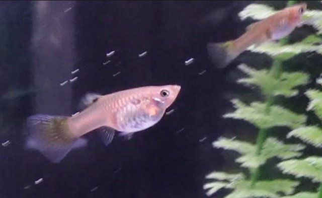 guppiessale.jpg