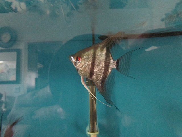 Angelfish1.JPG