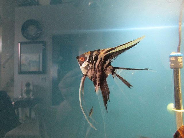 Angelfish2.JPG