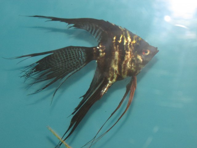 Angelfish3.JPG