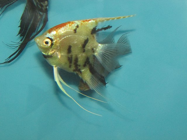 AngelFish4.JPG