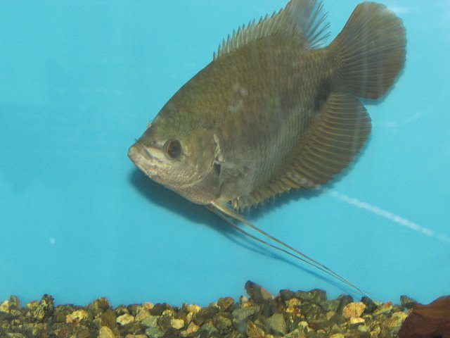 Gourami1.JPG