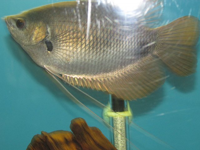 Gourami2.JPG