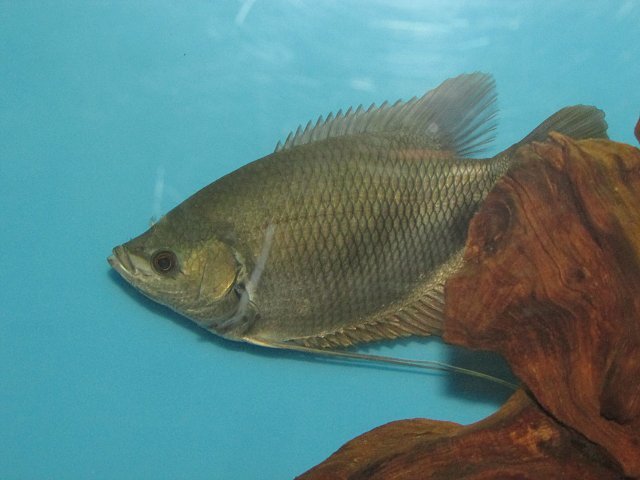 Gourami3.JPG