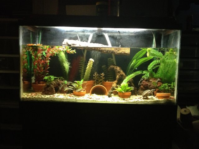 Paradise Fish Tank Mates | AquariaCentral.com