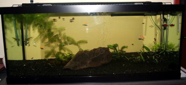 my 75 gallon planted