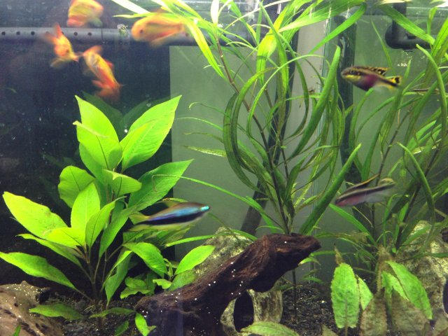 fish2.jpeg