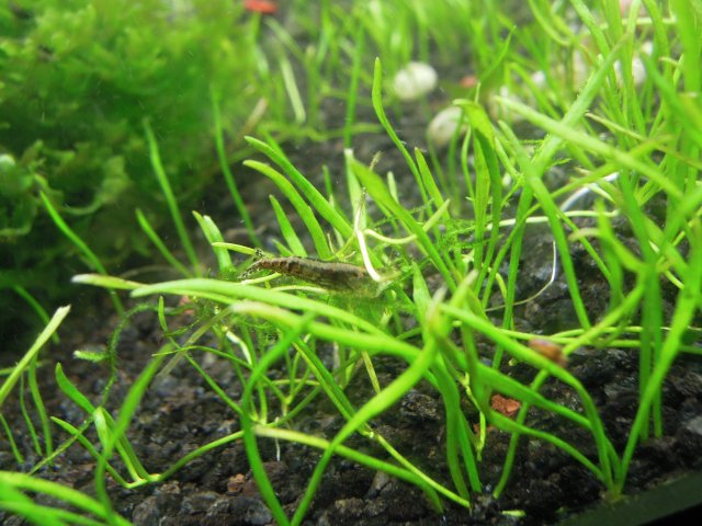 shrimp 007.JPG