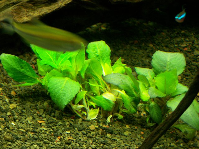 100_6219.JPG 100_6219.JPG