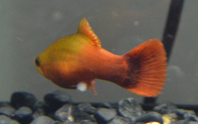 Strike.jpg Strike.jpg