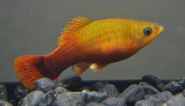 Strike2.jpg Strike2.jpg