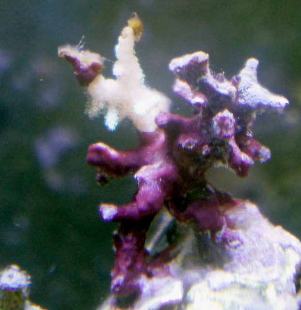 coral.png coral.png