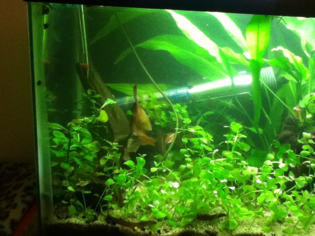 IMG_0880.JPG IMG_0880.JPG