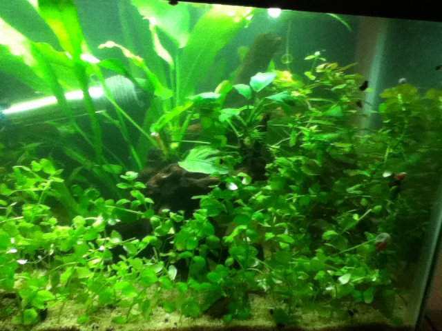 IMG_0881.JPG IMG_0881.JPG