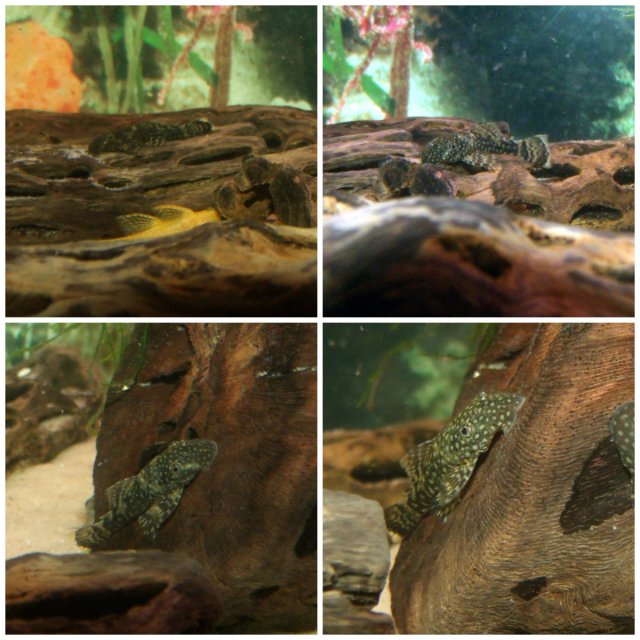 PLECO 1.jpg