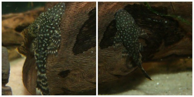 PLECO 2.jpg