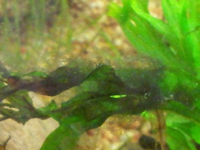 found another leech and