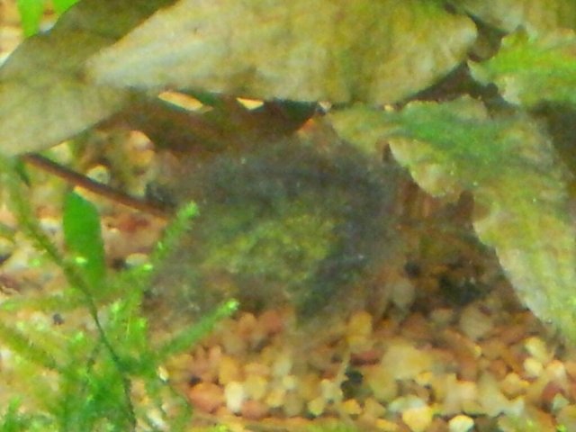 found another leech and