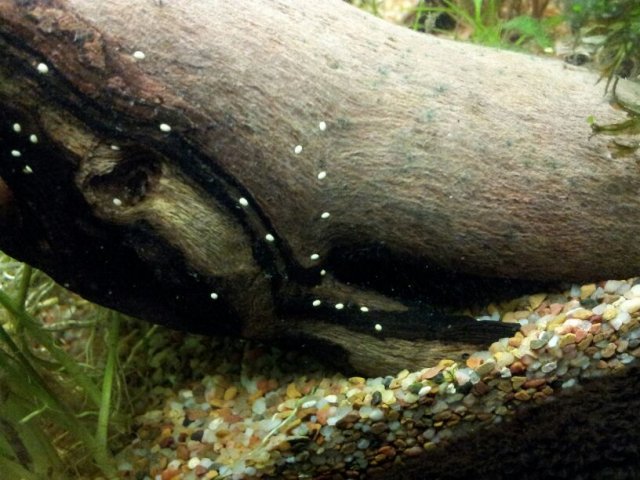 found another leech and