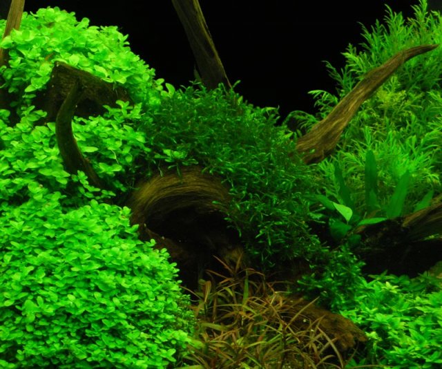 Bacopa_australis_2.jpg