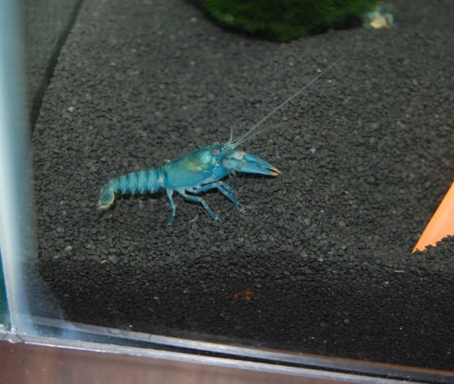 crayfish1.jpg