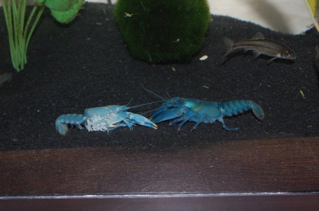 crayfish3.jpg