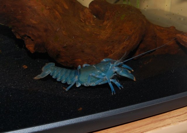 crayfish4.jpg