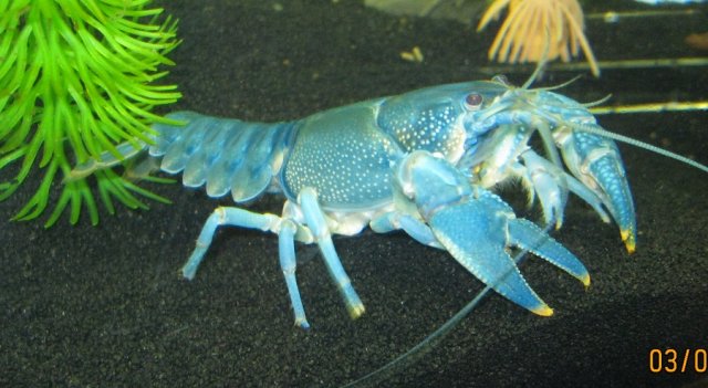 crayfish5.jpg