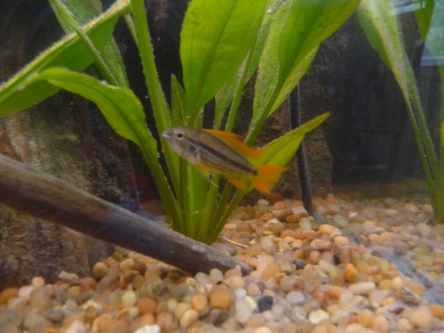 apisto.JPG