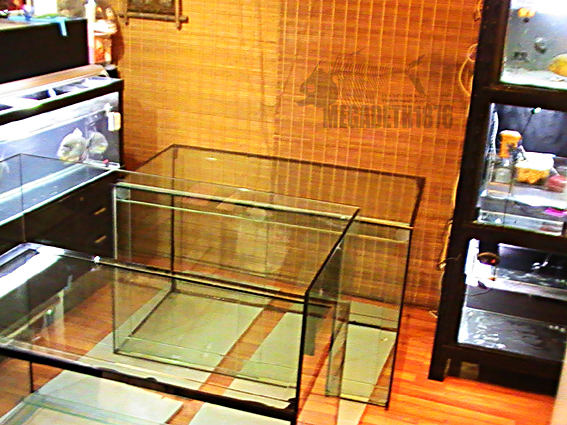 piranha tank1.jpg piranha tank1.jpg