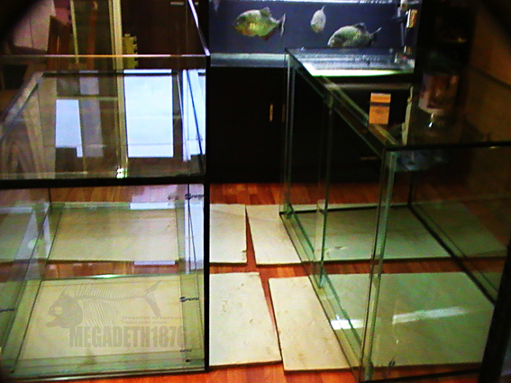 piranha tank3.jpg piranha tank3.jpg