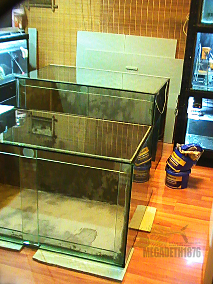 piranha tank16.jpg piranha tank16.jpg