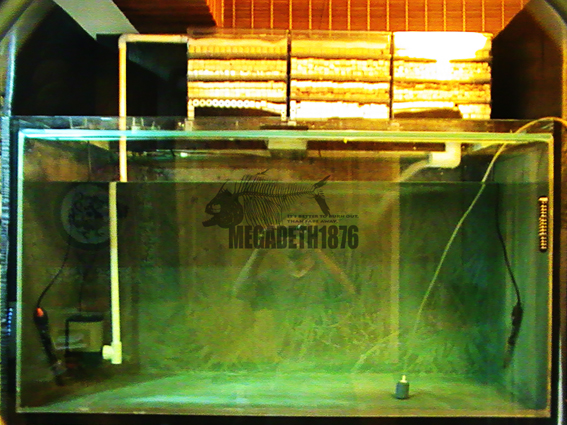 piranha tank31.jpg piranha tank31.jpg